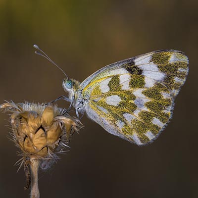 Anthocharis cardamine- Mohamadjavadi